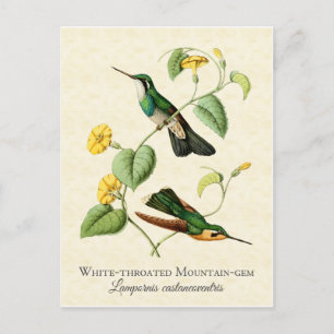 White Throat Mountain Gem Hummingbird Vintage Art Postkarte