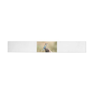 White throated Bee-eater