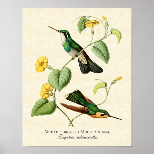 White Throated Mountain Gem Hummingbird Art Print Poster (Vorne)