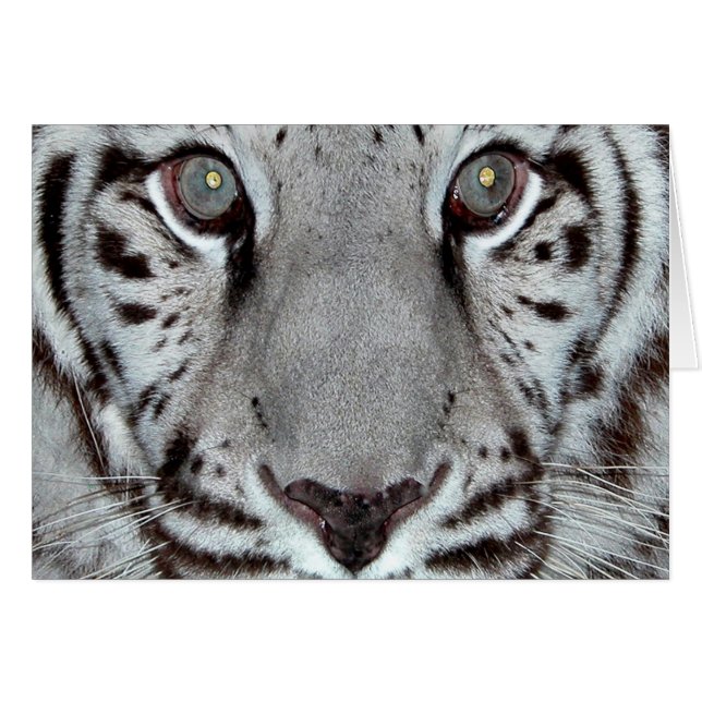 White Tiger (Vorderseite (Horizontal))