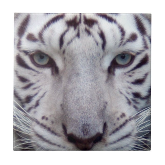 white-tiger2-10x10 fliese (Vorderseite)