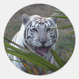 White Tiger_6170e Runder Aufkleber