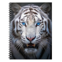 White Tiger Blue Eyes