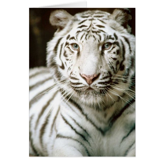White Tiger Card (Vorne)