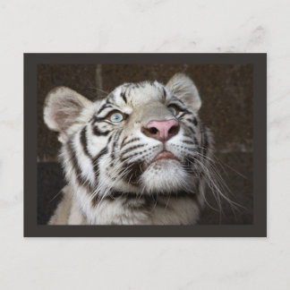 White Tiger Cub Postkarte