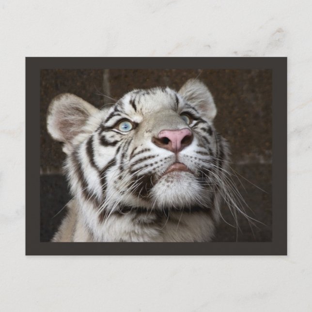 White Tiger Cub Postkarte (Vorderseite)