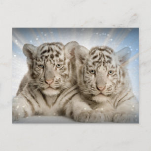 White Tiger Cubs Postkarte