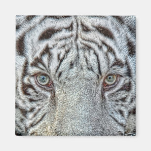 White Tiger Eyes Magnet