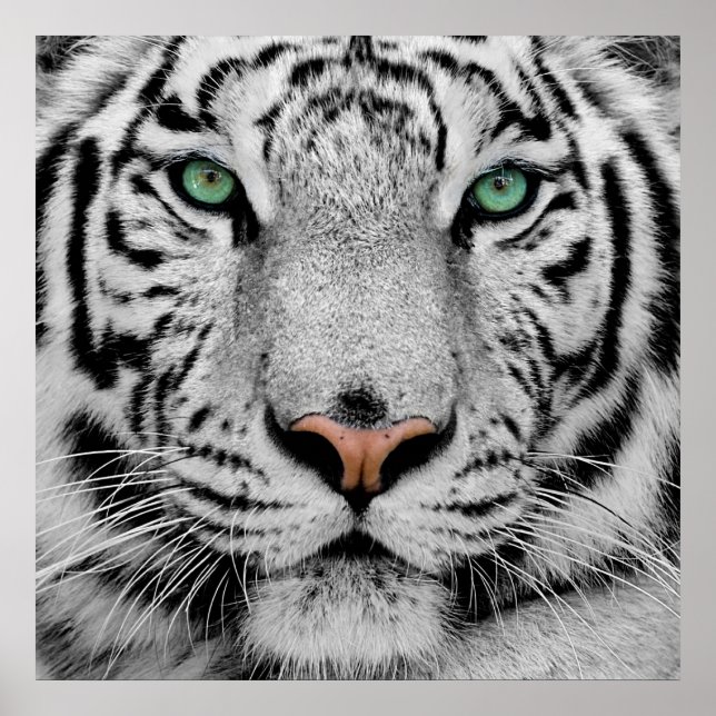 White Tiger Face Print Poster (Vorne)