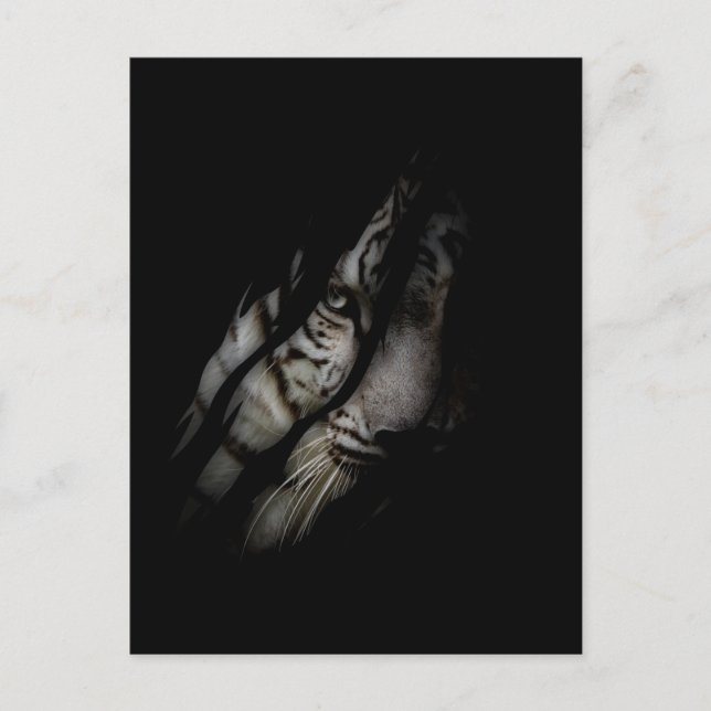 White Tiger Face Torn Claw Wild Safari Tierkatze Postkarte (Vorderseite)