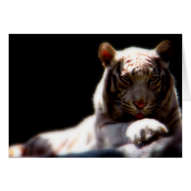 White Tiger Mirage (Vorderseite (Horizontal))
