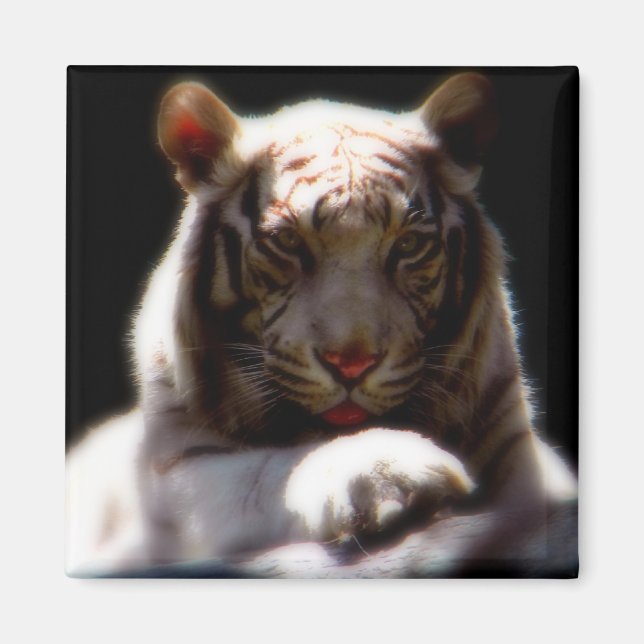 White Tiger Mirage Magnet (Vorne)