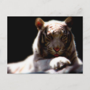 White Tiger Mirage Postkarte