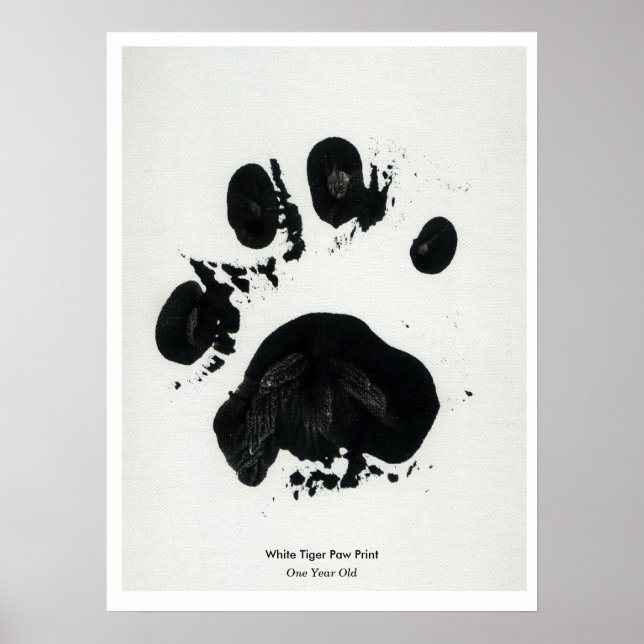 White Tiger Paw Print Poster (Vorne)