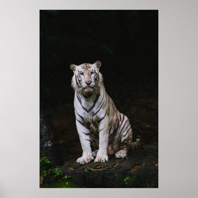 WHITE TIGER POSTER (Vorne)