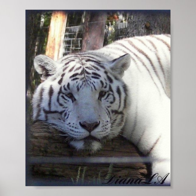 White Tiger Poster (Vorne)
