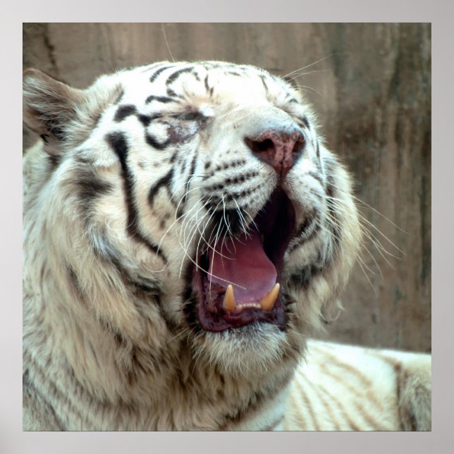 White Tiger Poster (Vorne)