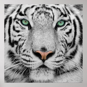 White Tiger Poster