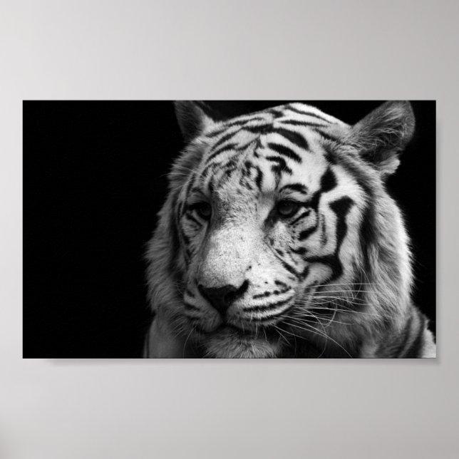 White Tiger Poster (Vorne)