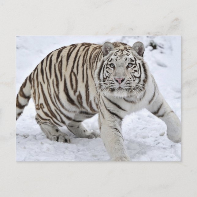 White Tiger Postkarte (Vorderseite)