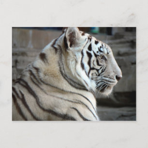 White Tiger Postkarte