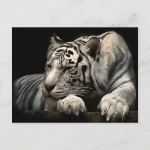 White Tiger Postkarte