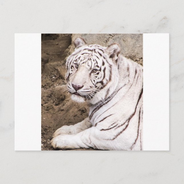 White Tiger Postkarte (Vorderseite)