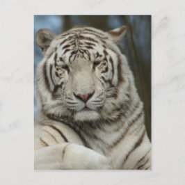 White Tiger Postkarte