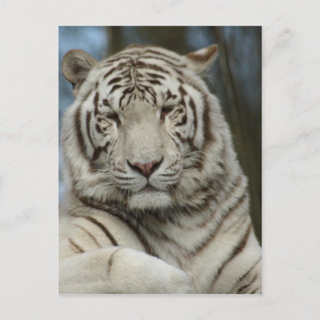 White Tiger Postkarte (Vorderseite)
