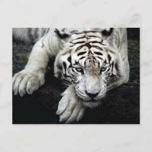 White Tiger Postkarte