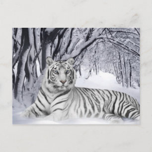 White Tiger Postkarte