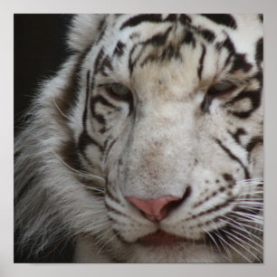 White Tiger Print Poster