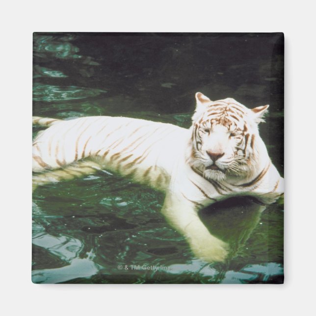 White Tiger Schwimmen friedlich Magnet (Vorne)
