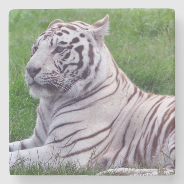 White Tiger Steinuntersetzer (Vorderseite)