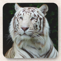 White Tiger Untersetzer Set