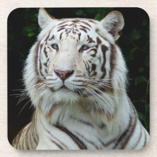 White Tiger Untersetzer Set