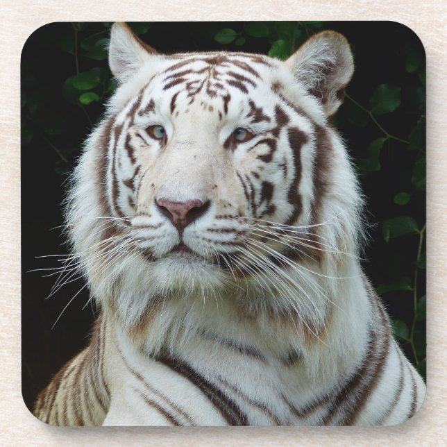 White Tiger Untersetzer Set (Vorderseite)