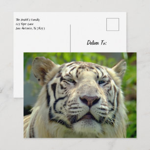 White Tiger Up Nah 2 Postkarte