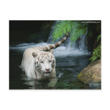 White Tiger Water