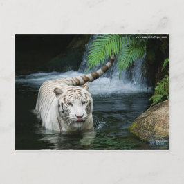 White Tiger Water Postkarte