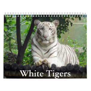 White Tigers Calendar Kalender