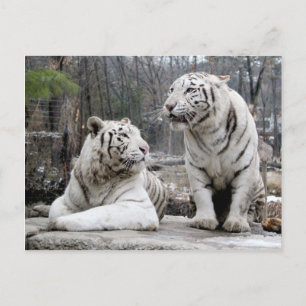 White Tigers Postkarte