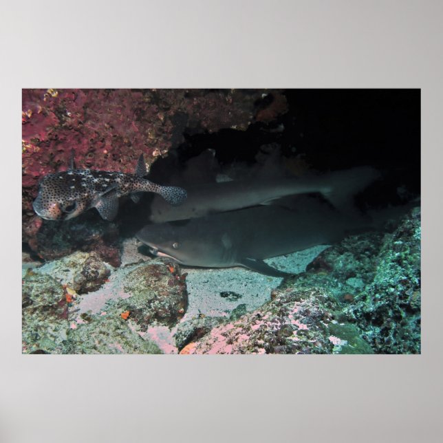 White Tip Reef Shark and Puffer Poster (Vorne)