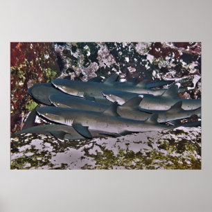 White Tip Reef Shark Pile Poster