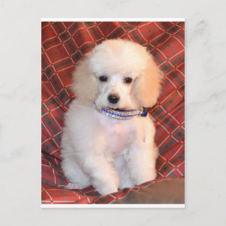 White Toy Poodle Fluffy Puppy Postkarte