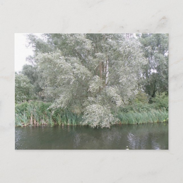 White Tree and River Landscape Postcard Postkarte (Vorderseite)