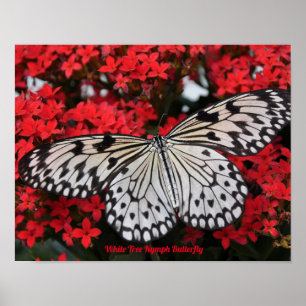 White Tree Nymph Butterfly Poster Deko