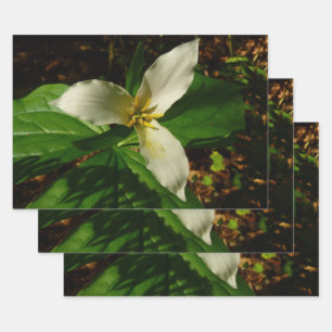 White Trillium Blume Spring Wildblume Geschenkpapier Set