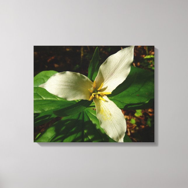 White Trillium Blume Spring Wildblume Leinwanddruck (Vorderseite)