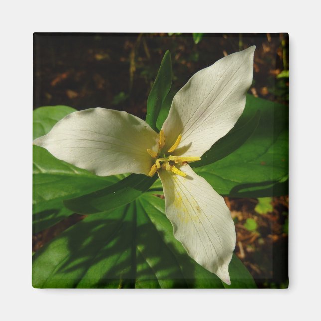 White Trillium Blume Spring Wildblume Magnet (Vorne)